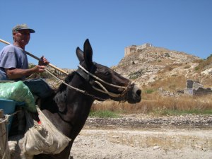 Mula_Palma_Montechiaro