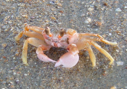 Cangrejo.png